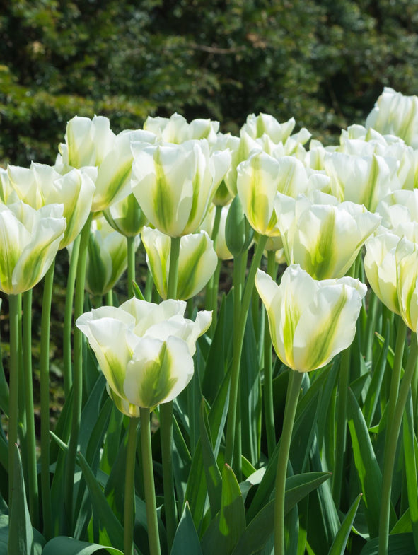 Tulip Spring Green